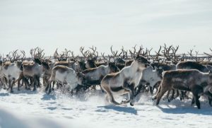 Immersion chez les Samis, migration printanière des rennes
