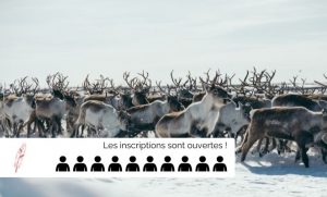 Immersion chez les Samis, migration printanière des rennes