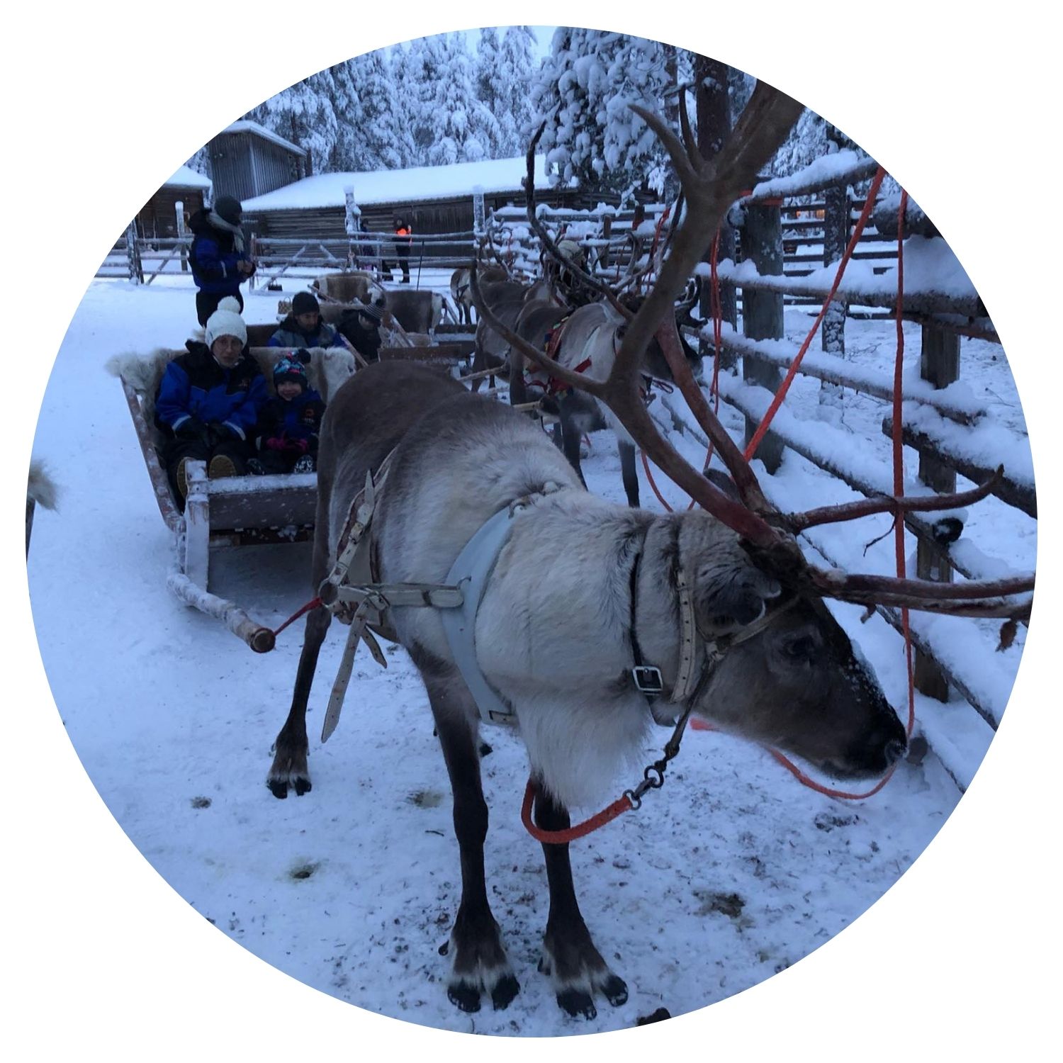 Une famille profite d'une balade en charrette tirée par des cerfs à travers les rues enneigées d'une ville en Finlande, capturant la magie de l'hiver nordique.