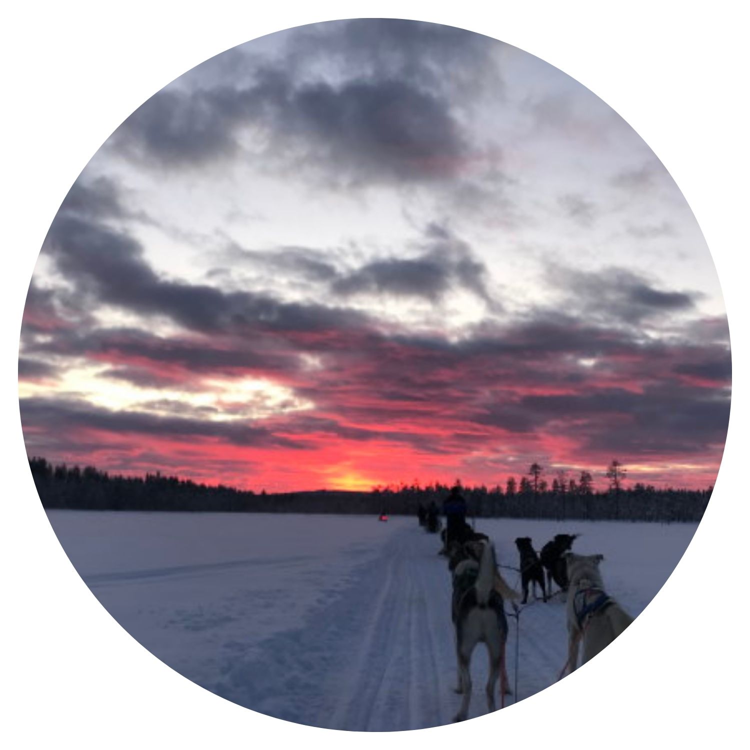 Une famille accompagné de leurs chiens sur une montagne enneigée en Finlande, offrant une vue spectaculaire sur le coucher de soleil et les arbres alignés.