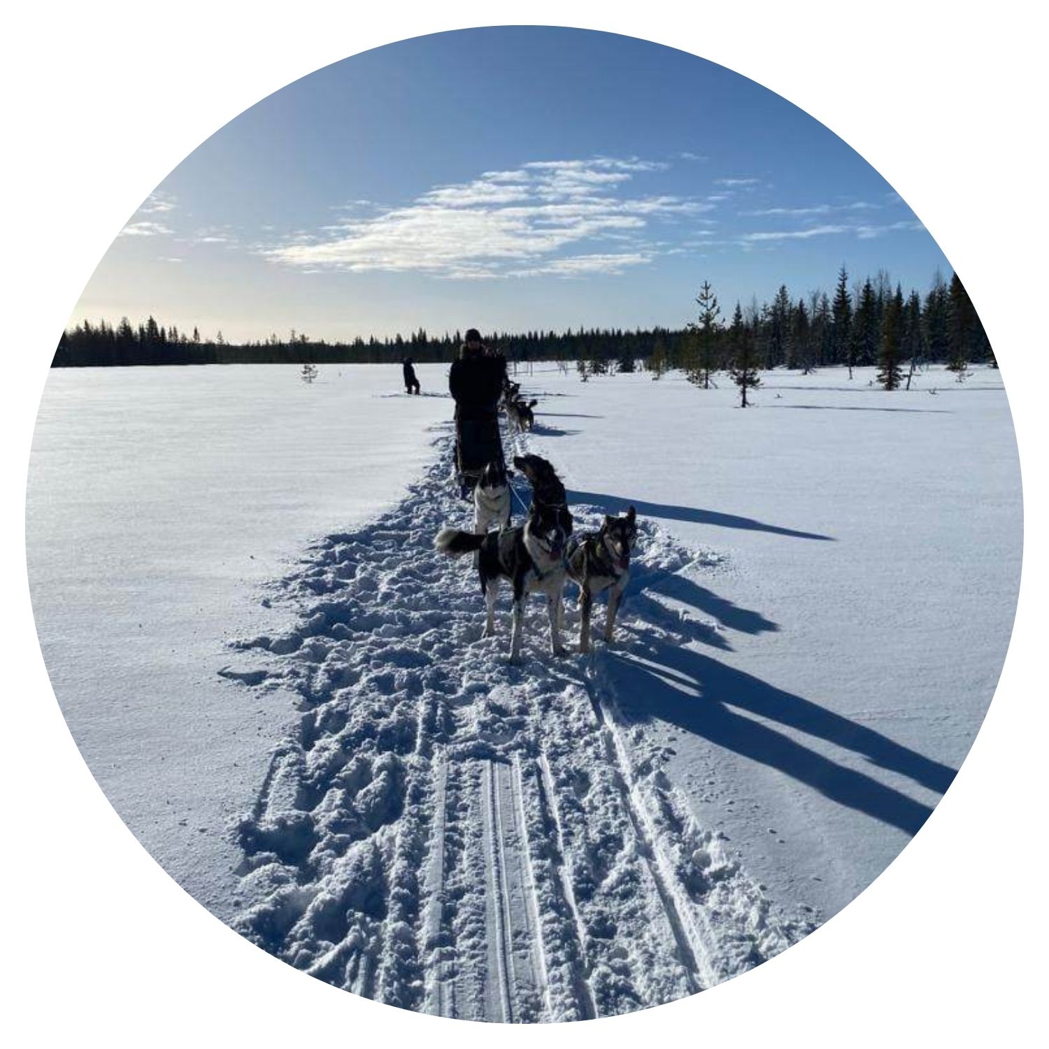 Jeune homme avec ses chiens sur une montagne enneigée en Finlande, illustrant l'aventure et la complicité avec les animaux dans ce pays nordique.