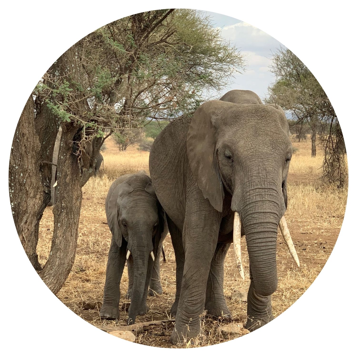 Une mère éléphant avec son petit, leurs défenses intactes, en pleine nature tanzanienne, offrant une scène émouvante pour un voyage en Tanzanie.
