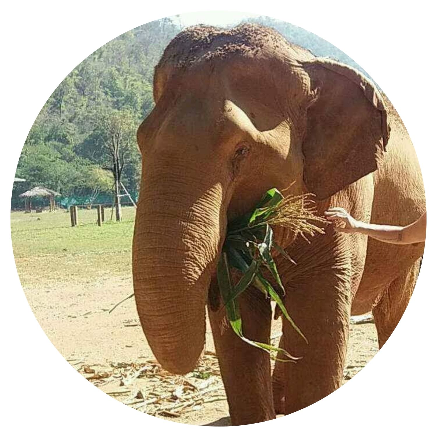 Voyage en Thaïlande sur mesure avec l'avis de Emylance C, découvrez la majesté des éléphants en pleine nature.