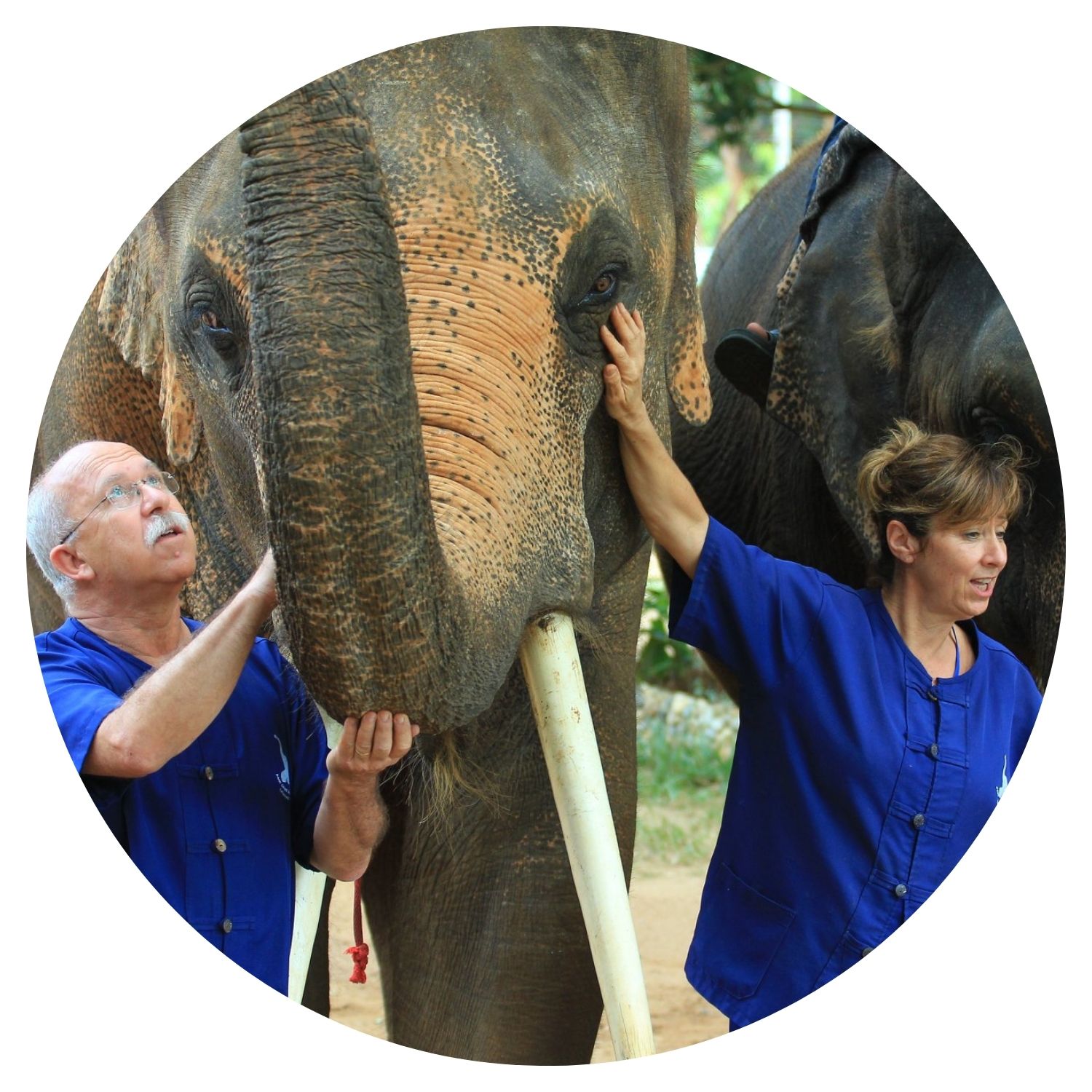 Voyage en Thaïlande sur mesure avec l'avis de Michel et Muriel, interaction avec un éléphant majestueux.