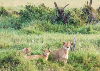Lions dans la savane colorée lors d'un safari familial à Zanzibar