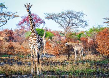 Girafes dans la savane colorée lors d'un safari familial en Afrique