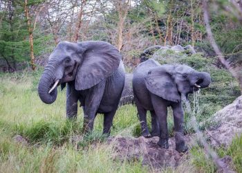Deux éléphants d'Afrique dans leur habitat naturel pendant un safari à Zanzibar