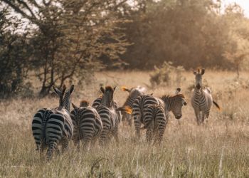 Troupeau de zèbres dans la savane africaine au coucher du soleil, safari en famille